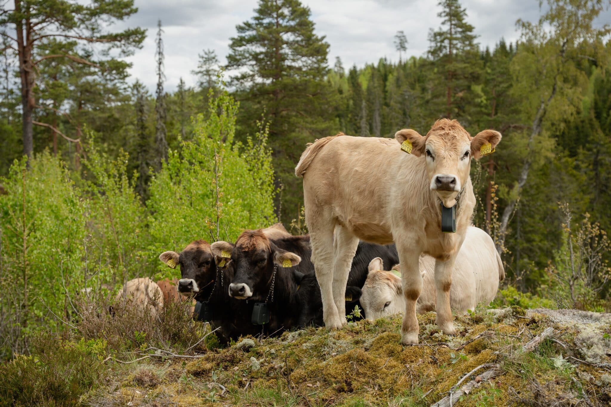 Cattle wearing tracking collars in a wooded landscape.